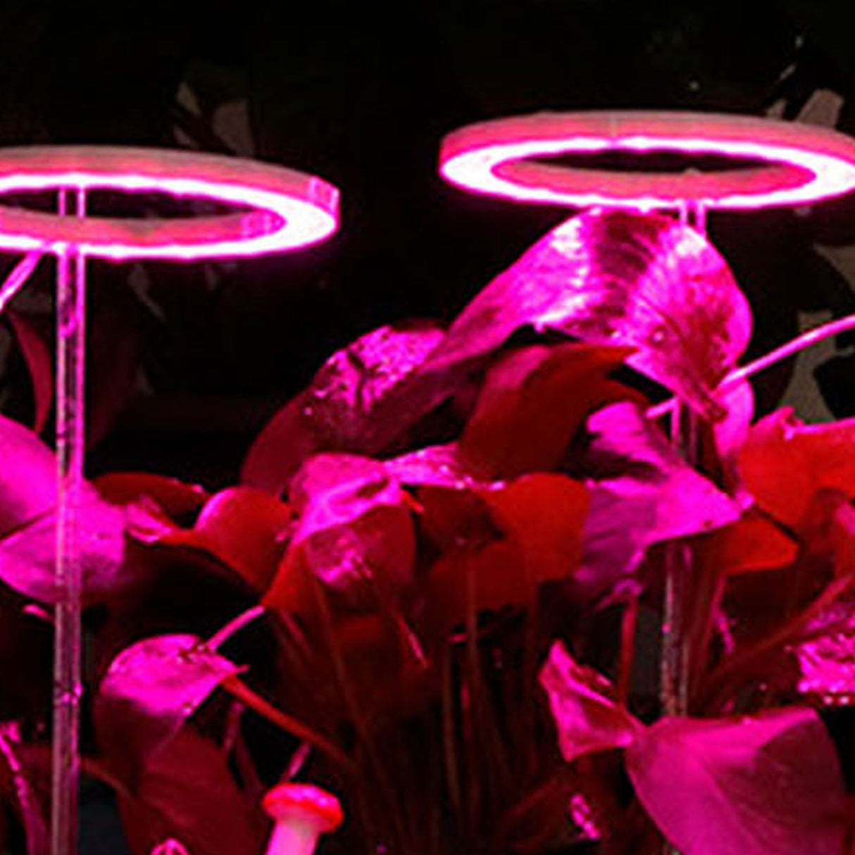 LED Plant Grow Lights Full Spectrum USB Growing Light Timing 5 Level Dimming for Indoor Plant Growing Pink Purple Light