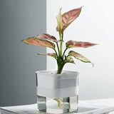 Water Absorption Planter Indoor Self Absorbed Watering Pot Flower Container for Office Home Semitransparent - Top-Down View