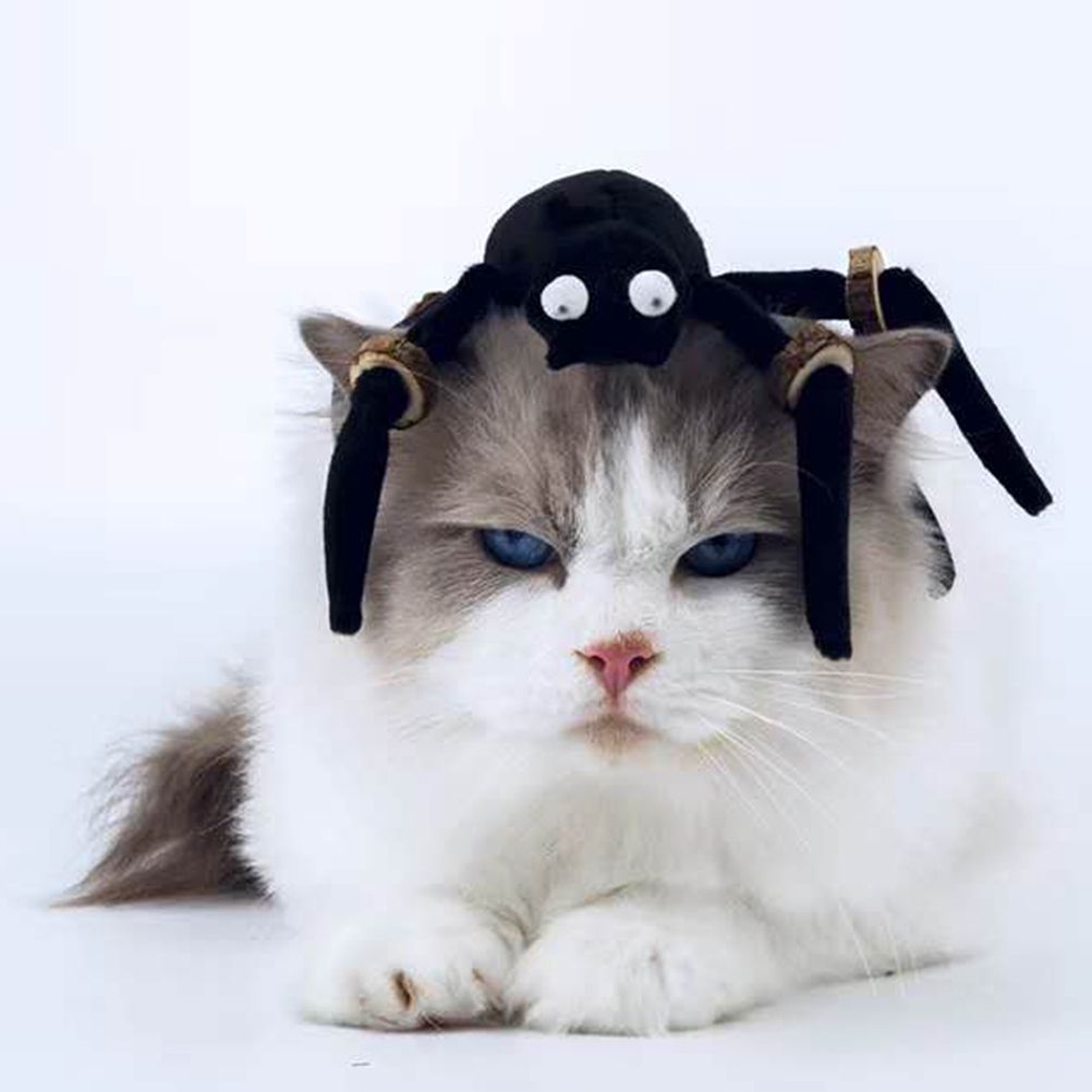 Halloween Spider Cat Toy with Teething Wood Chip Pet Funny Black Spider Legs Cat Toy Halloween Pet Funny Toys