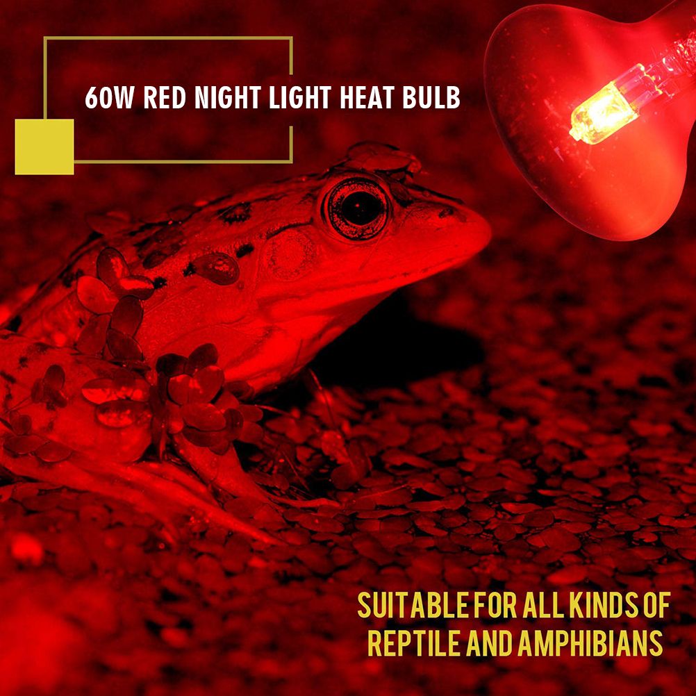 60W Infrared Heat Lamp Red Light Glass Heating Lamp Bulb for Lizard Reptile and Amphibian