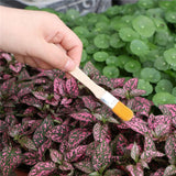 10 Pcs Gardening Bonsai Tools Set Succulent Garden Hand Tool Kit Plant Tool with Shovels Rakes Fork Scissor Cleaning Brush
