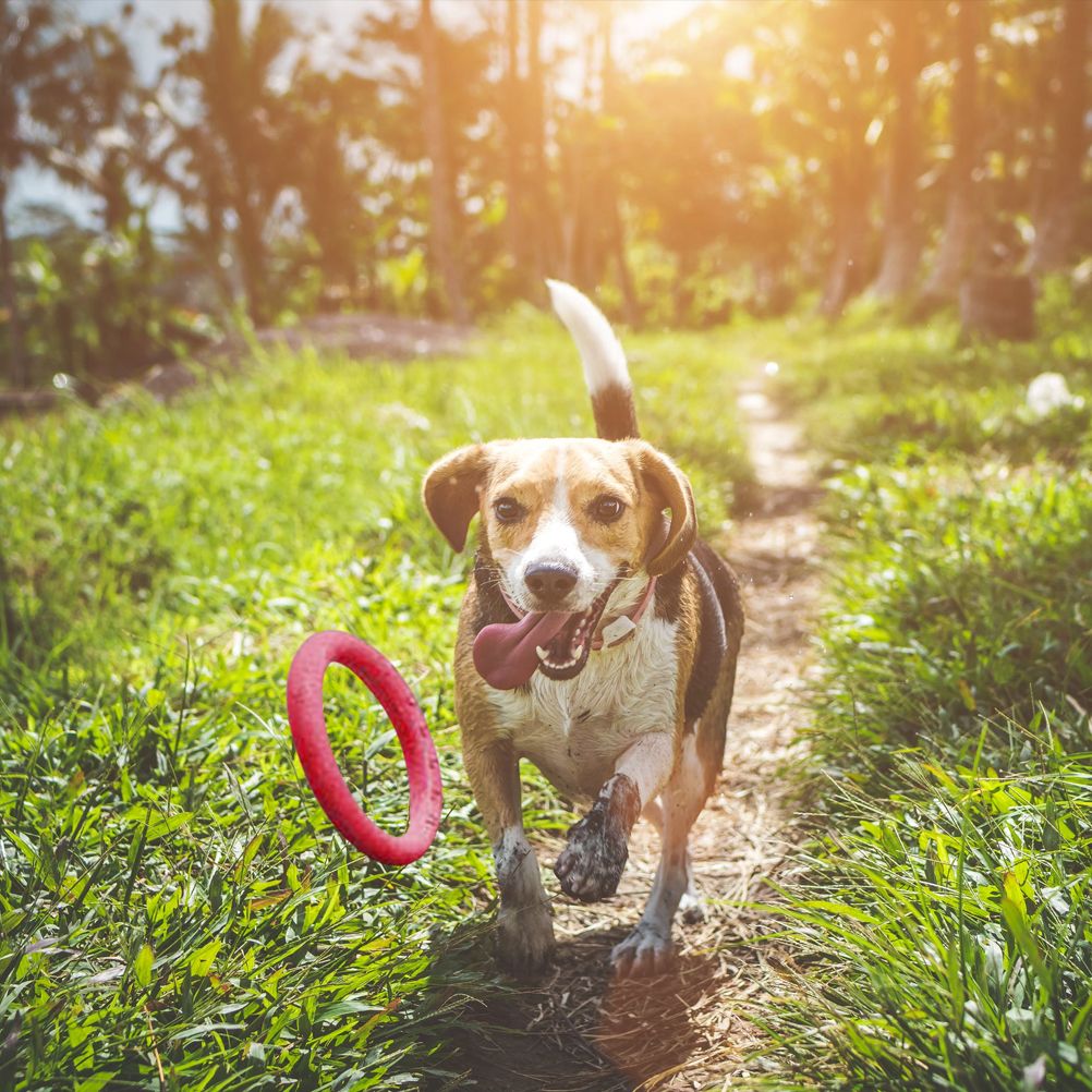 Pet Ring EVA Training Exercise Rings Dog Flying Discs Outdoor Floating Interactive Toy