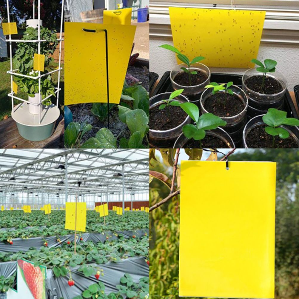 Yellow Sticky Traps Dual Sided Sticky Traps for Capturing Flies Aphids and Other Flying Insects