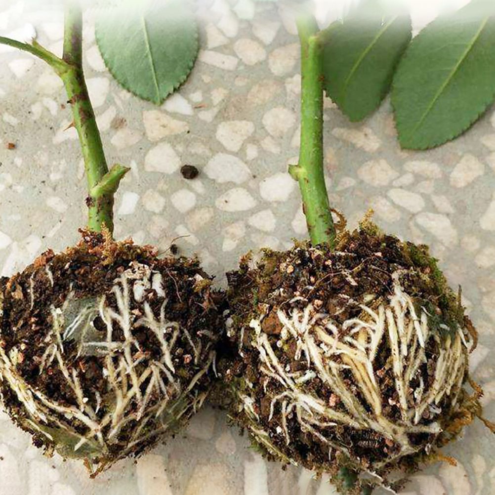 3pcs Plant Rooting Sphere Graft Rooting Growing Box Breeding Crate for Garden Plants