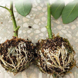 3pcs Plant Rooting Sphere Graft Rooting Growing Box Breeding Crate for Garden Plants