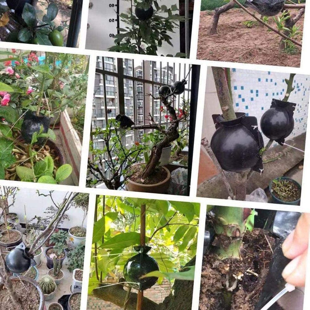 3pcs Plant Rooting Sphere Graft Rooting Growing Box Breeding Crate for Garden Plants