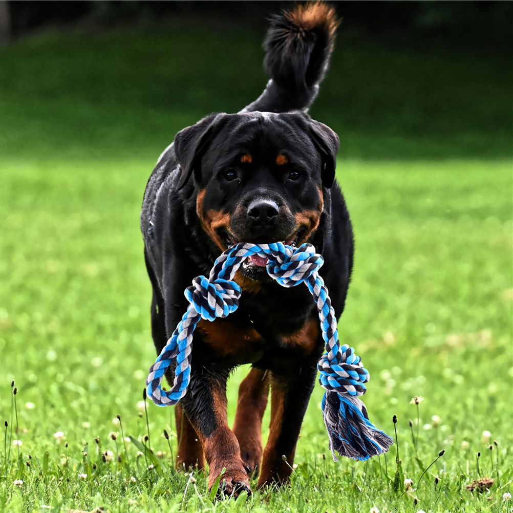 Spring Pole Dog Rope Toy Dog Tug of War Toy Outdoor Pet Exercise Rope