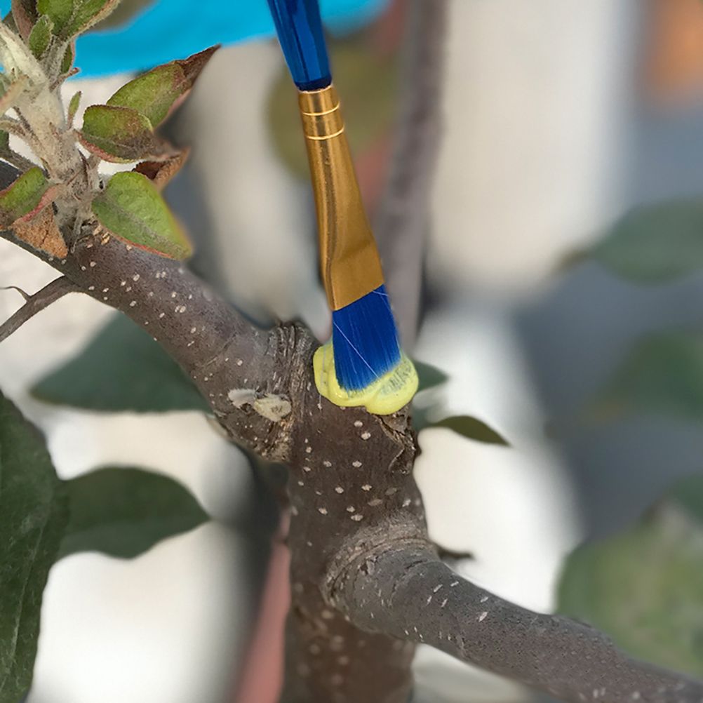 100g Bonsai Grafting Paste Plant Wound Healing Agent with Brush Pruning Paste