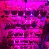 LED Plant Growth Light String 5050 SMD LED Light Waterproof Plant Light for Greenhouse