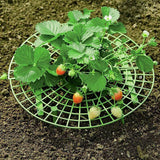 Strawberry Growing Support Practical Strawberry Rack Plant Climbing Vine Stand
