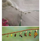 Portable Insect Butterfly Habitat Cage Insect Housing Enclosure Breeding Cage - Low Angle