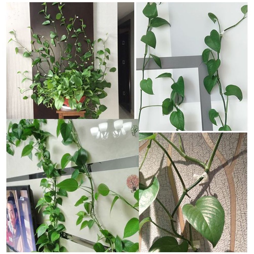 50Pcs Climbing Plant Fixture Clips Garden Vines Sticky Clips Wall Vines Fixed Holder