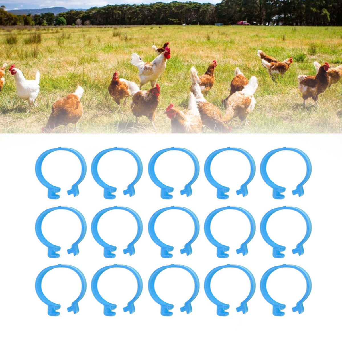 100Pcs Poultry Foot Ring Chicken Bird Duck Identification Leg Bands Open Type Buckle Chicken Ankle Rings Blue 25mm