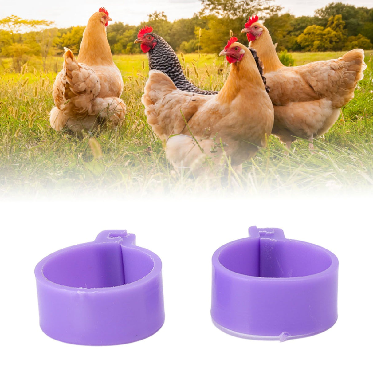 100 PCS Chicken Foot Ring Duck Hen Goose Legs Rings Clip Poultry Foot Ring Farming Tools Purple 16mm/0.63in