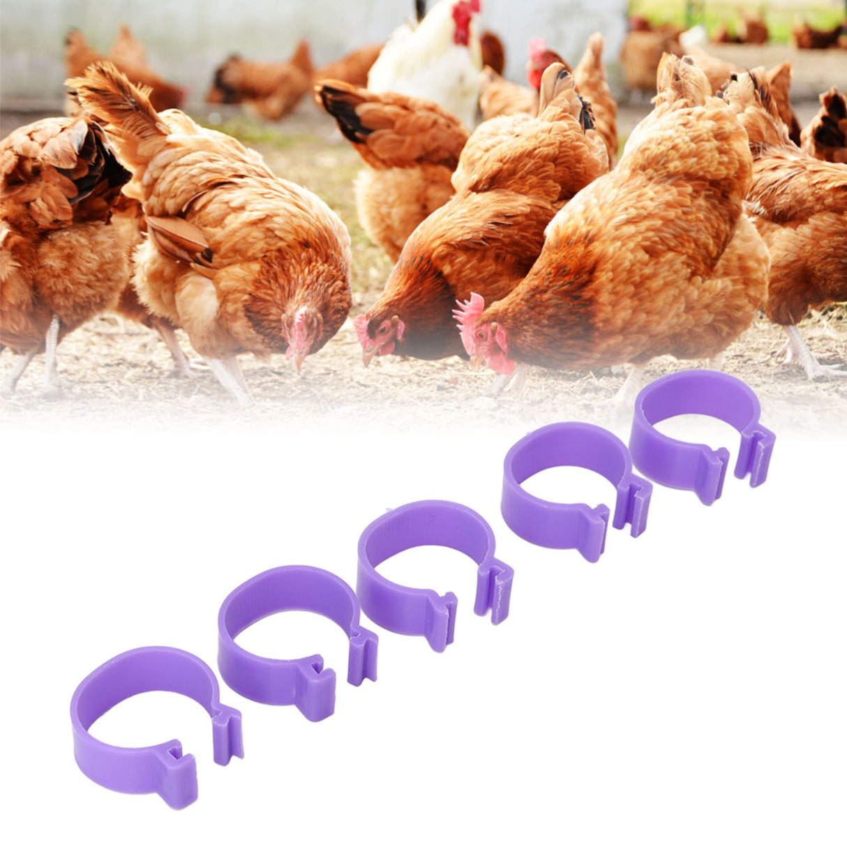 100 PCS Chicken Foot Ring Duck Hen Goose Legs Rings Clip Poultry Foot Ring Farming Tools Purple 25mm/0.98in