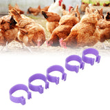 100 PCS Chicken Foot Ring Duck Hen Goose Legs Rings Clip Poultry Foot Ring Farming Tools Purple 25mm/0.98in