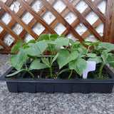 Greenhouse Seedling Tray 24 Cells Seedling Box with Lid Plant Growing Trays for Starter Germination Growth Seed