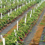 Weed Barrier Landscape Fabric Heavy Duty Ground Cover Weed Cloth Durable Driveway Cover Outdoor Weed Mat