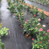 Weed Barrier Landscape Fabric Heavy Duty Ground Cover Weed Cloth Durable Driveway Cover Outdoor Weed Mat - Extra Image