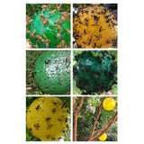 8pcs Hanging Fly Trap Ball Fruit Fly Catcher Sticky Trap Outdoor Pest Catcher for Garden Plants - Low Angle
