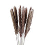 Small Dried Pampas Grass Phragmites Decoration Natural Small Pampas Grass Dried Flower Decoration Photography Props for Hotel Wedding
