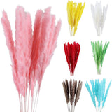 Small Dried Pampas Grass Phragmites Decoration Natural Small Pampas Grass Dried Flower Decoration Photography Props for Hotel Wedding - Front View