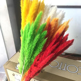 Small Dried Pampas Grass Phragmites Decoration Natural Small Pampas Grass Dried Flower Decoration Photography Props for Hotel Wedding - 45-Degree Angle