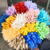 Small Dried Pampas Grass Phragmites Decoration Natural Small Pampas Grass Dried Flower Decoration Photography Props for Hotel Wedding