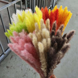 Small Dried Pampas Grass Phragmites Decoration Natural Small Pampas Grass Dried Flower Decoration Photography Props for Hotel Wedding