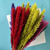 Small Dried Pampas Grass Phragmites Decoration Natural Small Pampas Grass Dried Flower Decoration Photography Props for Hotel Wedding