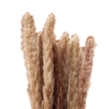 Small Dried Pampas Grass Phragmites Decoration Natural Small Pampas Grass Dried Flower Decoration Photography Props for Hotel Wedding - Extra Image