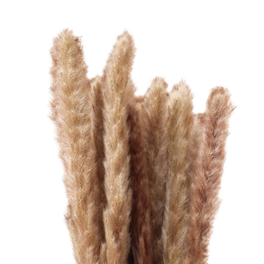 Small Dried Pampas Grass Phragmites Decoration Natural Small Pampas Grass Dried Flower Decoration Photography Props for Hotel Wedding