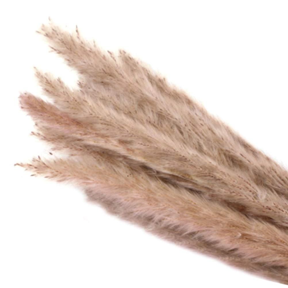 Small Dried Pampas Grass Phragmites Decoration Natural Small Pampas Grass Dried Flower Decoration Photography Props for Hotel Wedding