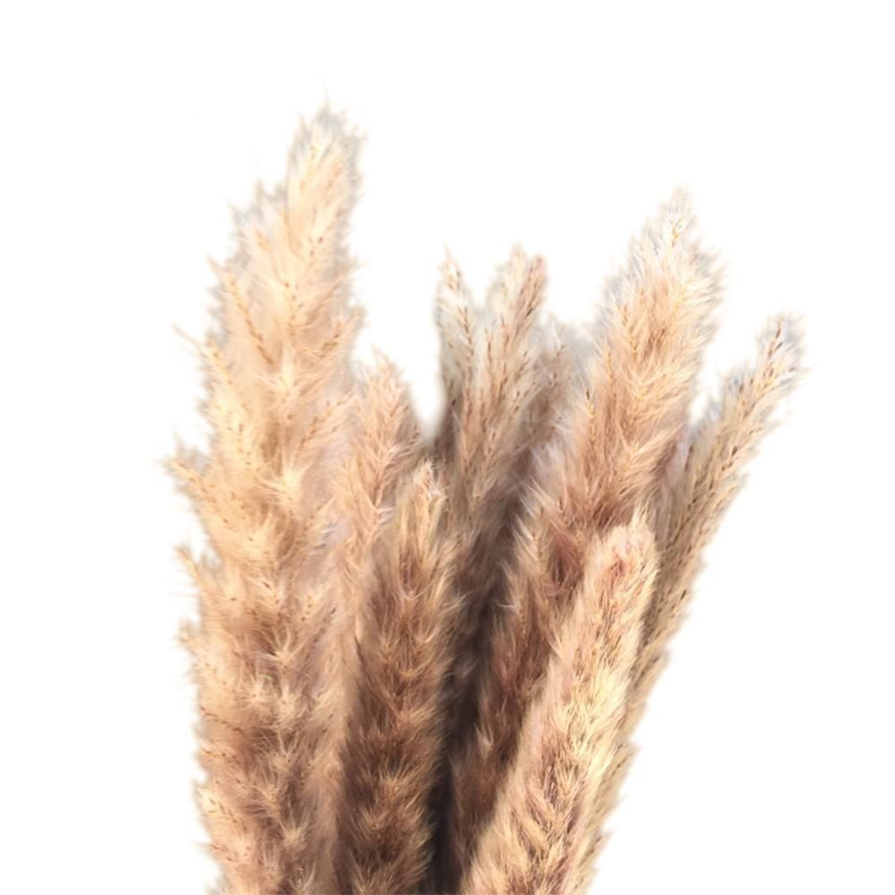 Small Dried Pampas Grass Phragmites Decoration Natural Small Pampas Grass Dried Flower Decoration Photography Props for Hotel Wedding