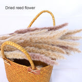 Small Dried Pampas Grass Phragmites Decoration Natural Small Pampas Grass Dried Flower Decoration Photography Props for Hotel Wedding