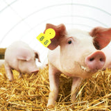 No.001‑100 Farm Pig Ear Tag Livestock Ear Tag Labels Set Poultry Breeding Supplies - Extra Image
