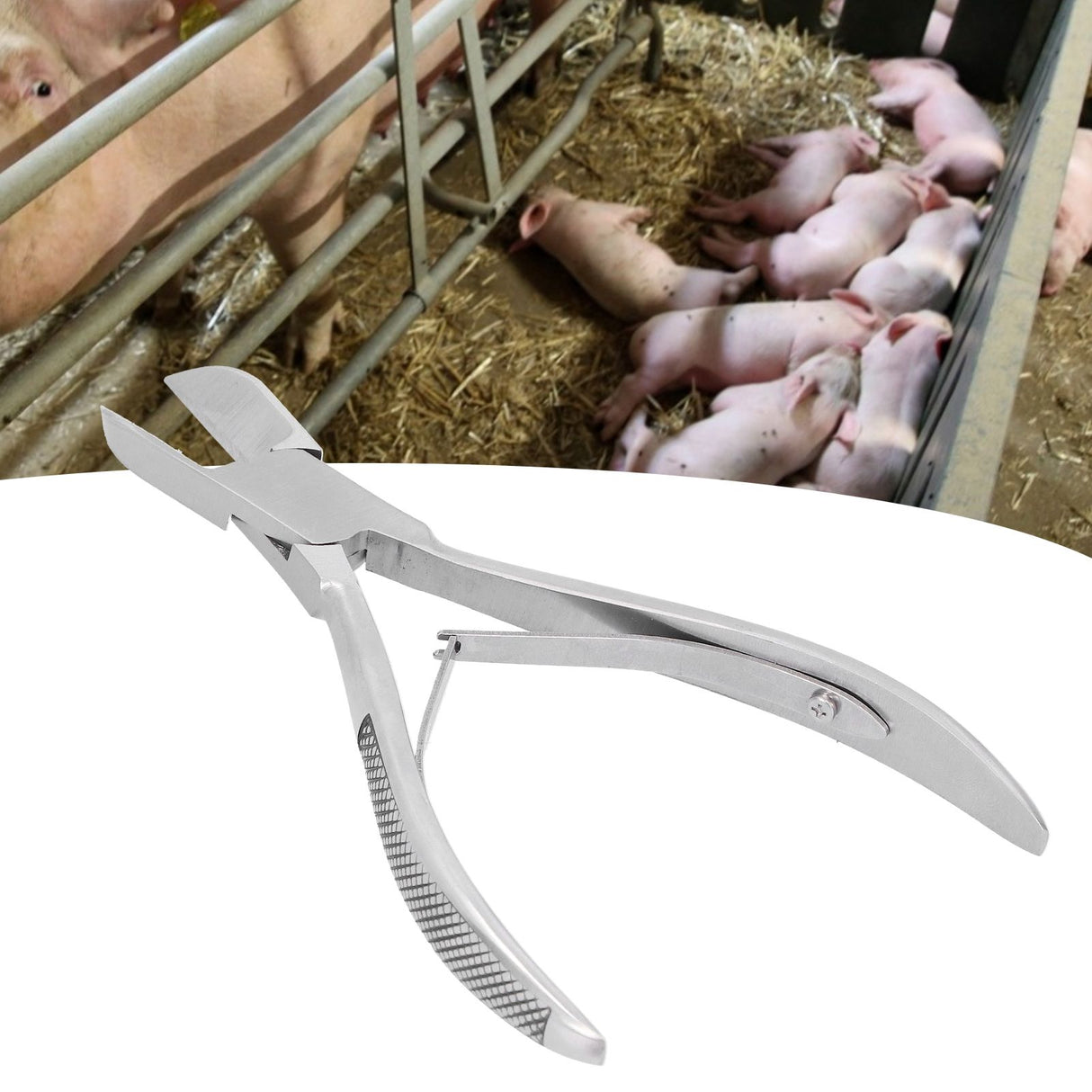 Stainless Steel Straight Head Piglet Teeth Cutter Pig Tooth Scissor Piglet Clipper Forceps