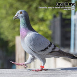 100Pcs Pigeons Identify Ring 001‑100 Numbered Poultry Leg Ring Bird Leg Bands Foot Ring10mm Red Ring with Number