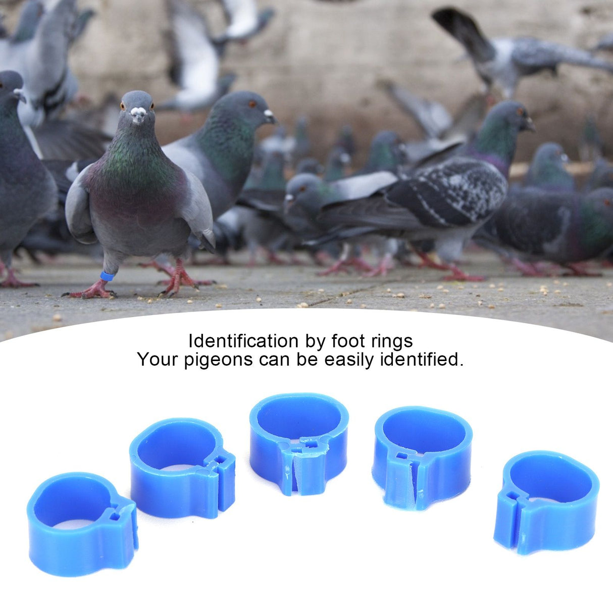 200Pcs 10mm Pigeons No Word Leg Ring Poultry Foot Clip Identification Ring Birds SuppliesBlue