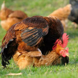 Canvas Chicken Apron Hen Saddle Vest Hen Duck Wing Protection Chicken Jackets Hen Aprons Poultry Care Accessories