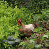 Canvas Chicken Apron Hen Saddle Vest Hen Duck Wing Protection Chicken Jackets Hen Aprons Poultry Care Accessories