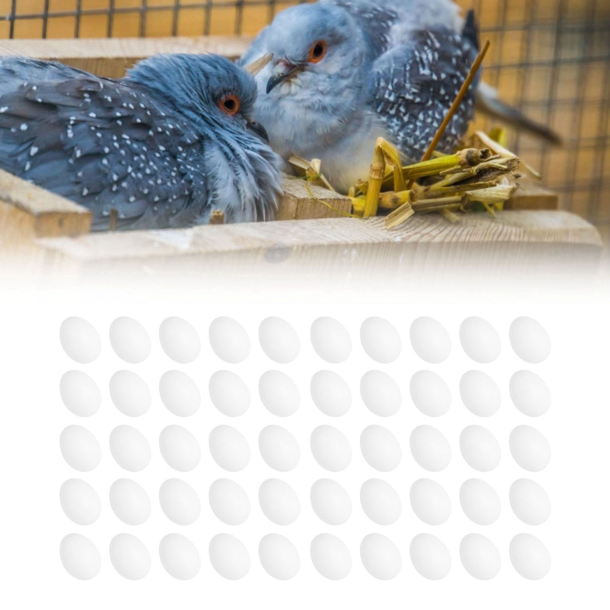 50pcs Plastic Fake Pigeon Egg Solid Fake Egg Simulation Hatching Breeding Supplies for Birds