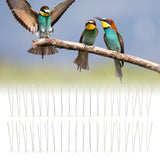 6Pcs Anti Bird Spike Stainless Steel Outdoor Birds Pigeons Repellent Tool Fence Wall Accessory - Extra Image