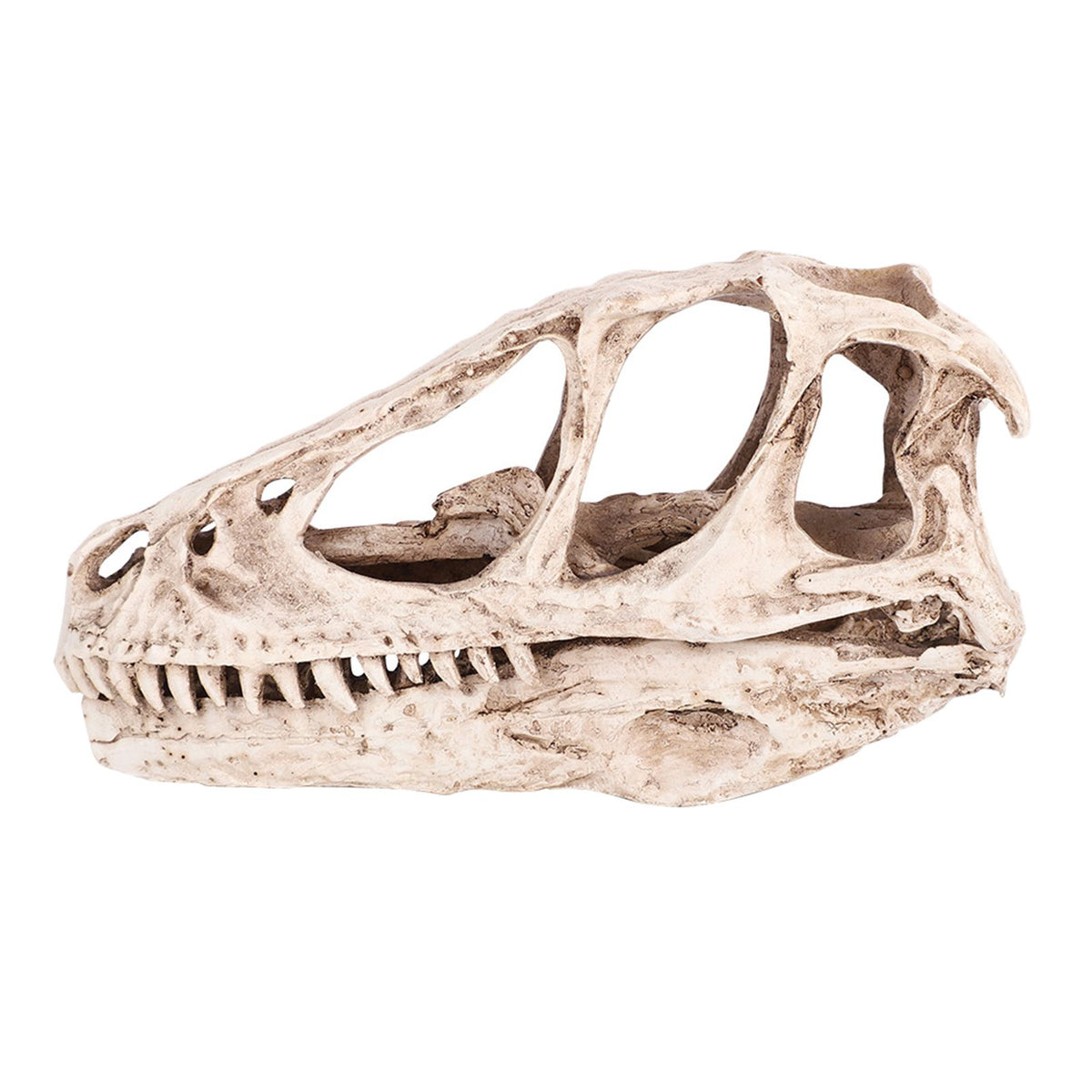 Resin Dinosaur Skull Model Simulated Animal Skeleton Home Office Decor Craft Teaching Prop