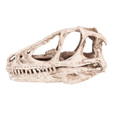 Resin Dinosaur Skull Model Simulated Animal Skeleton Home Office Decor Craft Teaching Prop