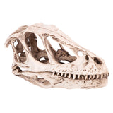 Resin Dinosaur Skull Model Simulated Animal Skeleton Home Office Decor Craft Teaching Prop - Low Angle