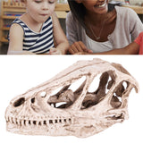 Resin Dinosaur Skull Model Simulated Animal Skeleton Home Office Decor Craft Teaching Prop - Extra Image