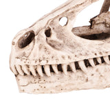 Resin Dinosaur Skull Model Simulated Animal Skeleton Home Office Decor Craft Teaching Prop