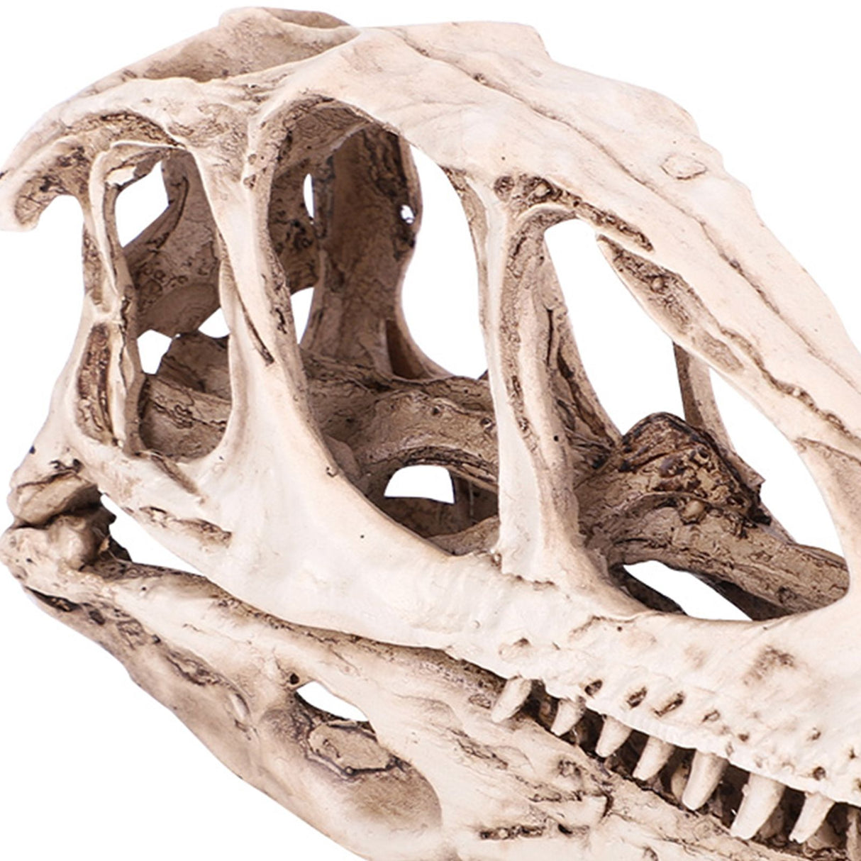Resin Dinosaur Skull Model Simulated Animal Skeleton Home Office Decor Craft Teaching Prop