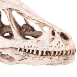Resin Dinosaur Skull Model Simulated Animal Skeleton Home Office Decor Craft Teaching Prop - Extra Image